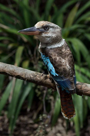 A kookaburra bird sitting on a tree branch.
