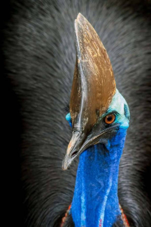 Close-up of a Cassowary's head with vibrant blue neck and distinctive casque