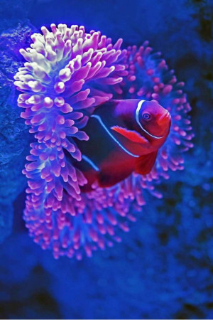 A vibrant clownfish nestled within a purple anemone in a blue ocean environment.