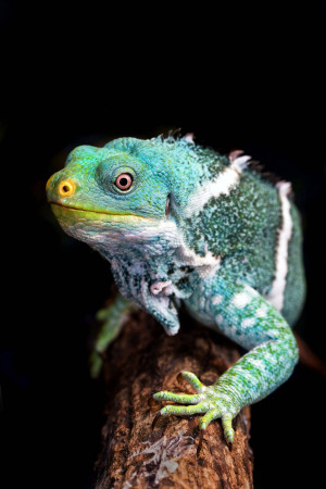 Close-up of a vibrant green and blue Emerald Tree Iguana perched on a branch.