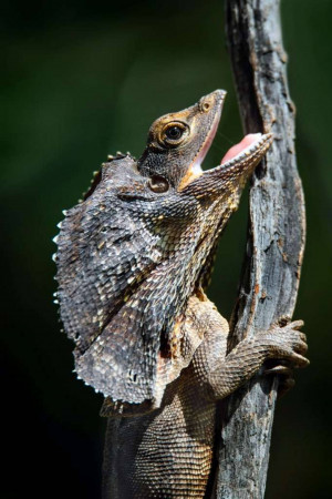 Close-up of a frilled-neck lizard with its frill extended and mouth open