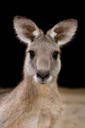 Close-up portrait of a wallaby