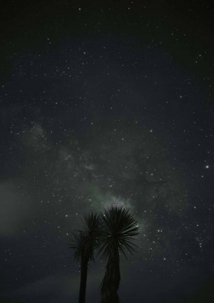 Silhouette of palm trees against a starry night sky with the Milky Way visible.
