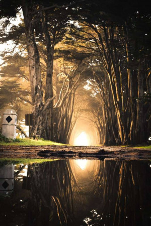 A winding path through a foggy forest with a bright light at the end and a reflection in the water.