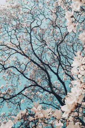 Close-up of white magnolia blossoms against a bright blue sky