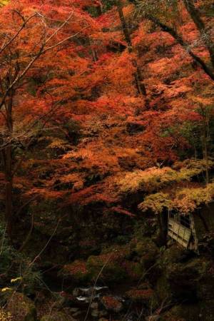 A vibrant autumn scene in Japan with red and orange maple trees and a small bridge.