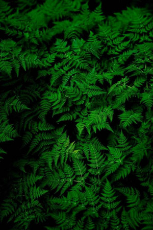 Close-up of vibrant green ferns in a dark forest setting