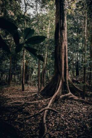 A winding path through a dense, lush forest with large tree roots.