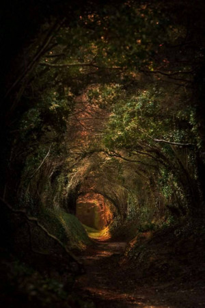 A winding path through a lush, dark forest with light at the end of a tunnel-like opening.