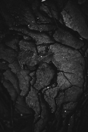 Dark Tree Bark Texture Social Media Post For WhatsApp