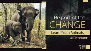 An adult elephant with a baby elephant walking in a forest, with text overlay promoting wildlife conservation.