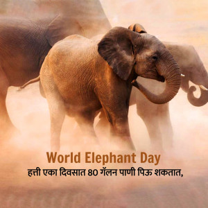 An elephant walking in a dusty environment with text 'World Elephant Day'