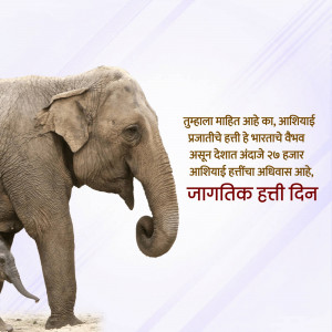 An elephant walking towards the viewer with text in Marathi about World Elephant Day.