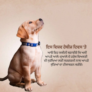 A cute Labrador puppy looking upwards with a blue collar.
