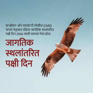Image of a hawk in flight with text in Hindi celebrating World Migratory Bird Day.