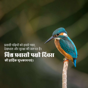 A colorful kingfisher perched on a branch with text in Hindi celebrating World Migratory Bird Day.
