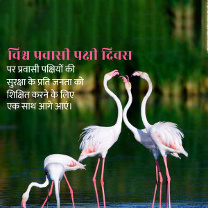 Flamingos forming a heart shape with text in Hindi