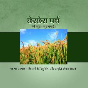 Image depicting a field of rice crops under a blue sky with text in Hindi related to Chhath Puja.