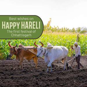 Hareli festival celebration with farmers and oxen in a field