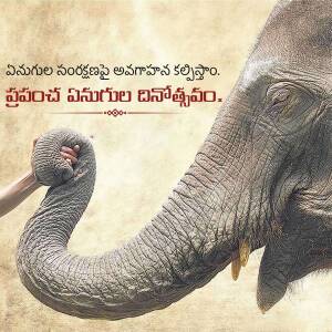 Close-up of an elephant's trunk gently touching a human hand with Telugu text overlay.