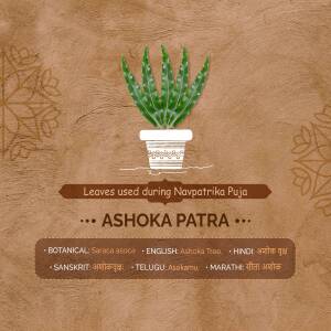 Image of an Ashoka tree leaf in a pot with text describing its use in Navpatrika Puja.