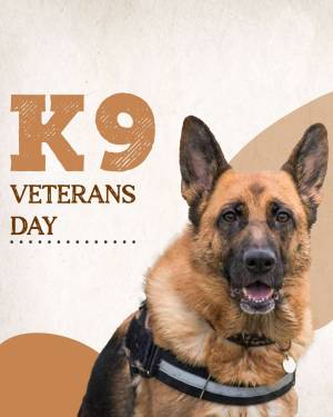 Image of a German Shepherd with 'K9 Veterans Day' text overlay