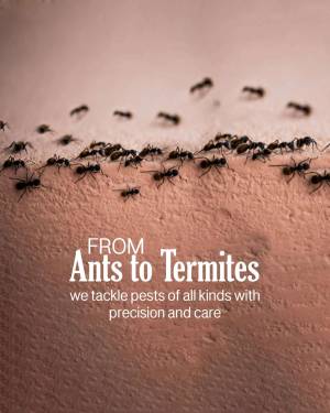 Close-up of ants crawling on a surface with text 'From Ants to Termites'