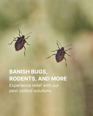 Close-up of stink bugs with pest control advertisement text