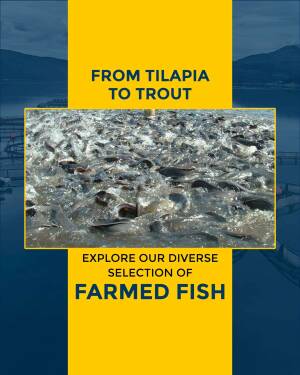 Image of various farmed fish species, including tilapia and trout, in a fish farm.