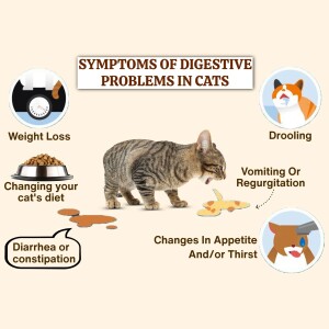 Infographic illustrating common symptoms of digestive issues in cats, including weight loss, drooling, vomiting, diarrhea, and changes in appetite.