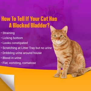 Orange tabby cat with text overlay listing symptoms of a blocked bladder.