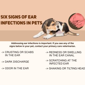 Image depicting a puppy scratching its ear with text listing signs of ear infections.