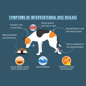 Infographic illustrating symptoms of Intervertebral Disc Disease in dogs, including paralysis, muscle spasms, and loss of bladder control.