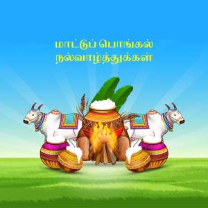 Pongal celebration with traditional elements like decorated cows, pot, and bonfire