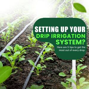 Close-up of drip irrigation lines in a garden with text overlay 'Setting up your drip irrigation system?'