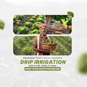 Farmer with basket of produce and drip irrigation system