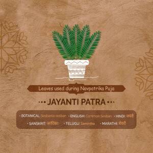 Image of Jayanti Patra plant in a pot with botanical and language names.