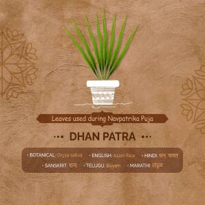 Image of Dhan Patra plant used during Navpatrika Puja
