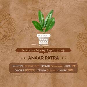 Image of pomegranate leaves in a pot with text describing its use in Navpatrika Puja and names in different languages.