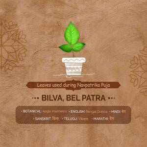 Image of a Bilva/Bel Patra leaf in a pot with text describing its use in Navpatrika Puja.