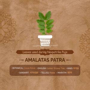 Image of Amaltas Patra plant in a pot with text detailing its names in various languages.