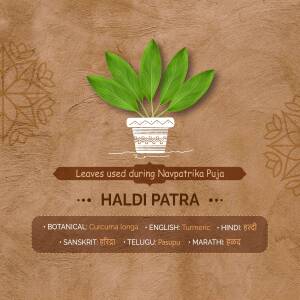 Image of Haldi Patra (Turmeric Leaves) in a pot with botanical and language names.