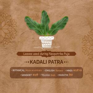Image of Kadali Patra (Banana Leaves) in a pot with botanical and language names.