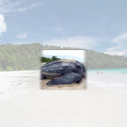A massive leatherback sea turtle nesting on a white sand tropical beach with a blurred background