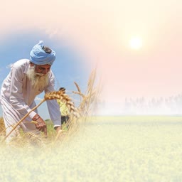 An elderly Indian farmer with a turban harvesting golden wheat in a field during a sunny day