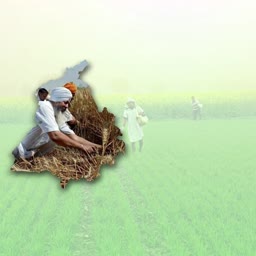Farmers working in a wheat field in Punjab with a faded field background