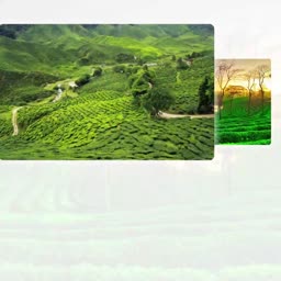 Breathtaking views of lush green tea plantation terraces in the Cameron Highlands, Malaysia