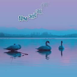 Three graceful white swans swimming on a calm blue lake at dusk under a soft lavender sky