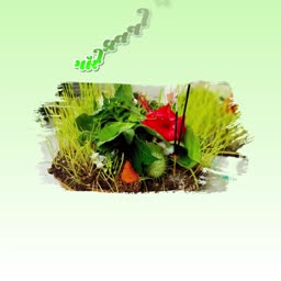 A sacred Navratri ritual setup with sprouted jowar seeds, green leaves, and a red hibiscus flower on a light green background.