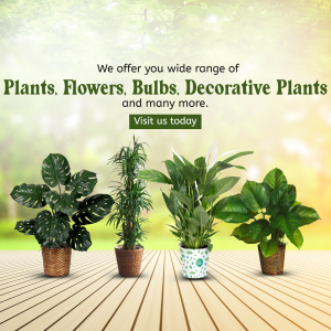 Wide Range Of Decorative Indoor Plants And Flowers Advertisement For X